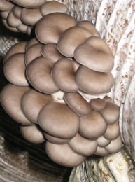Austernpilze - Pleurotus ostreatus