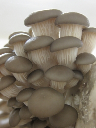 Austernpilze - Pleurotus ostreatus